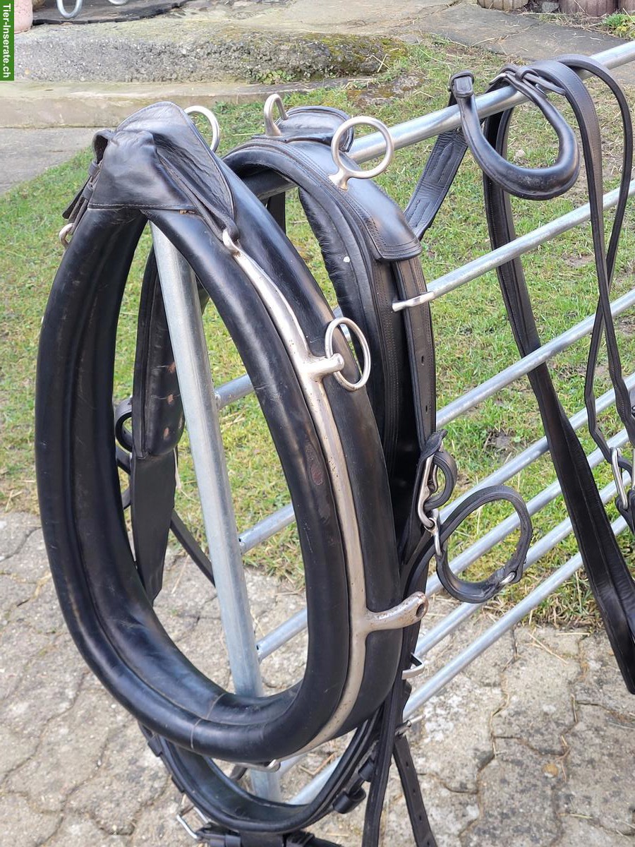 Occasion Kumtgeschirr (Einspänner) zu verkaufen