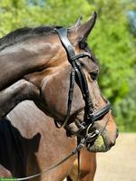 Oldenburger Stute: Herzpferd, Dressurpferd, Zuchtstute