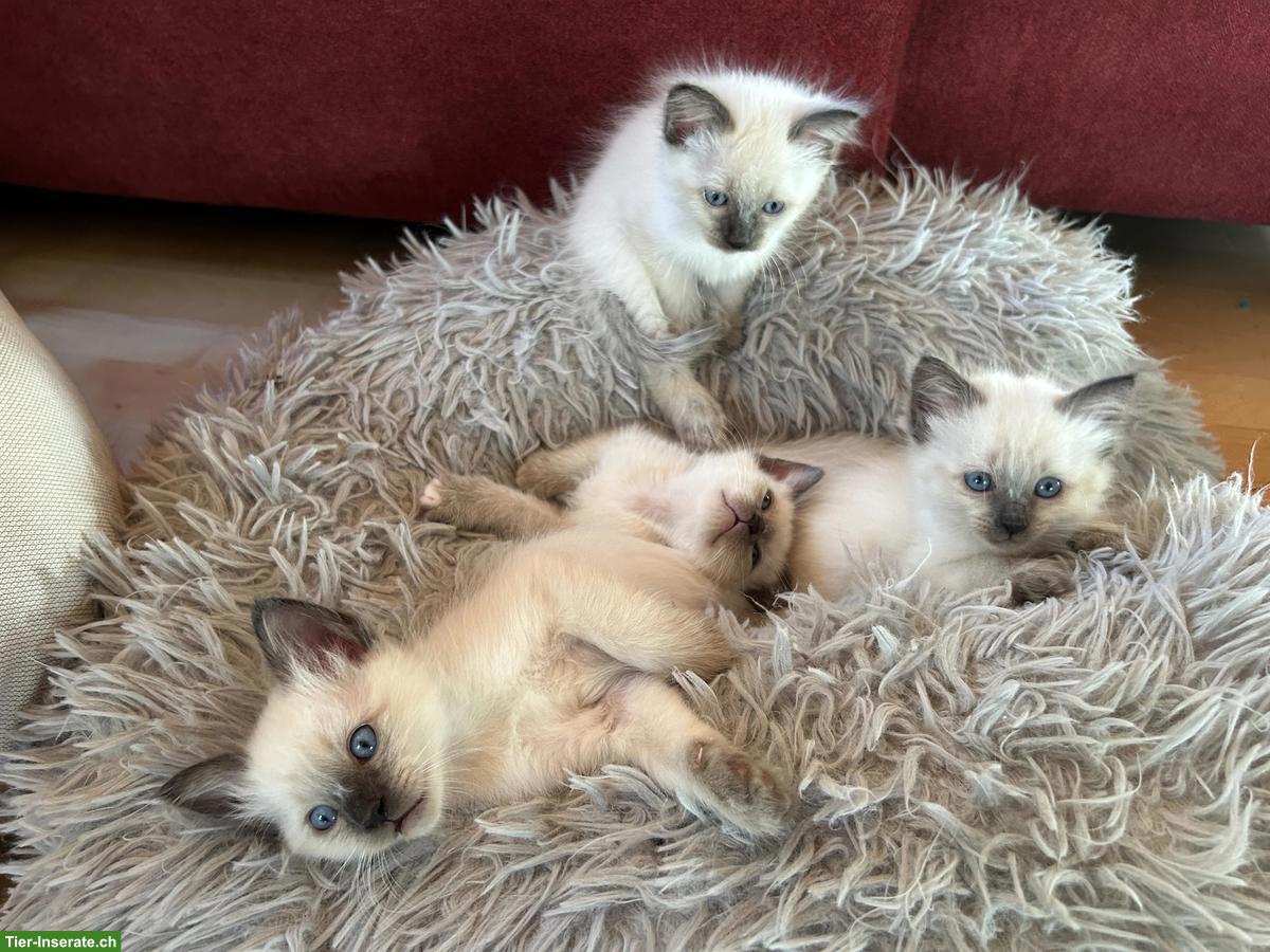 Siam x Heilige Birma Kitten