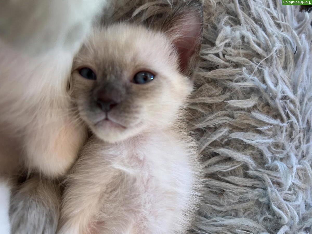 Bild 2: Siam x Heilige Birma Kitten