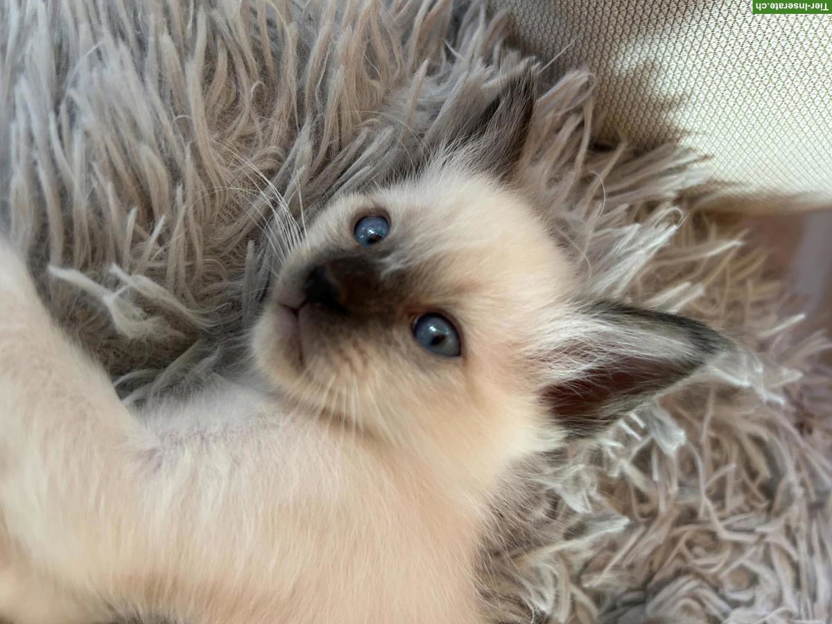 Bild 3: Siam x Heilige Birma Kitten