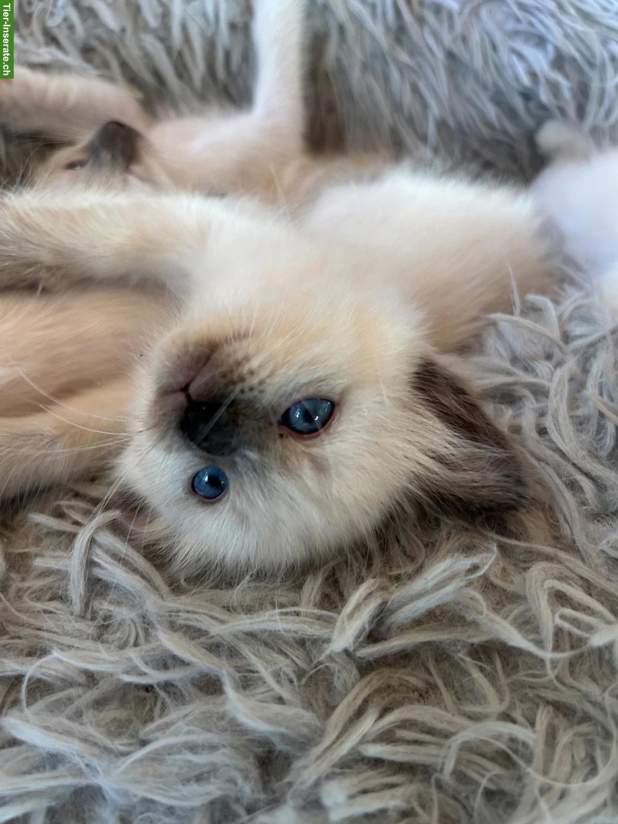 Bild 4: Siam x Heilige Birma Kitten