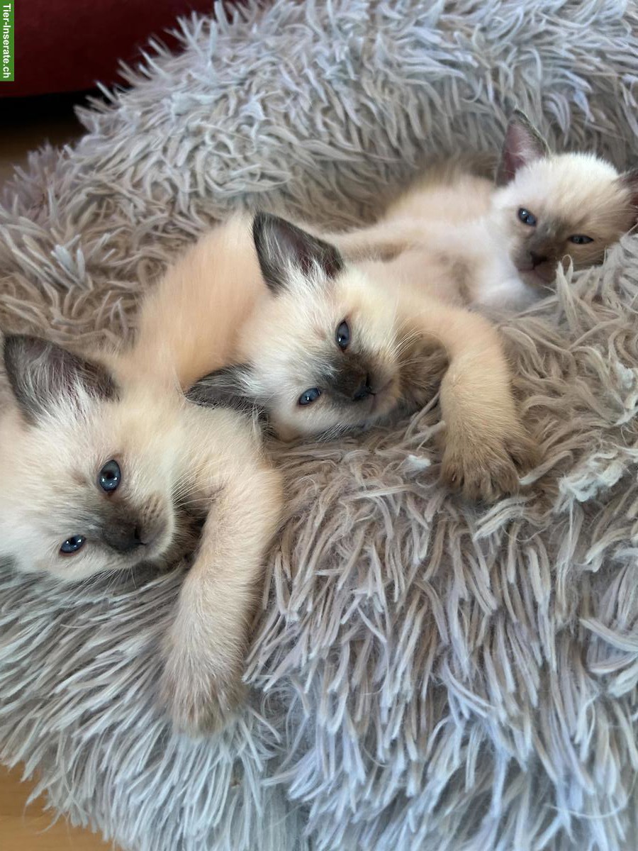 Bild 6: Siam x Heilige Birma Kitten
