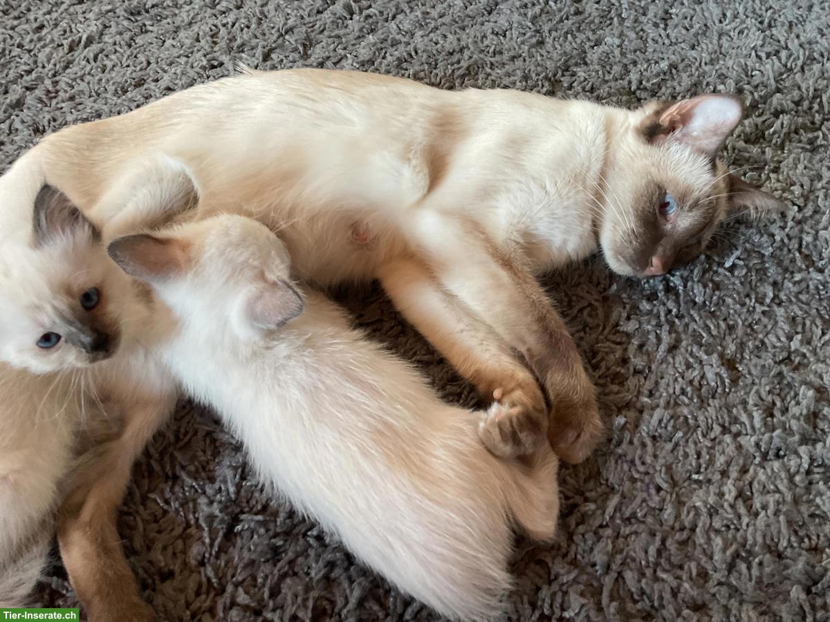 Bild 7: Siam x Heilige Birma Kitten