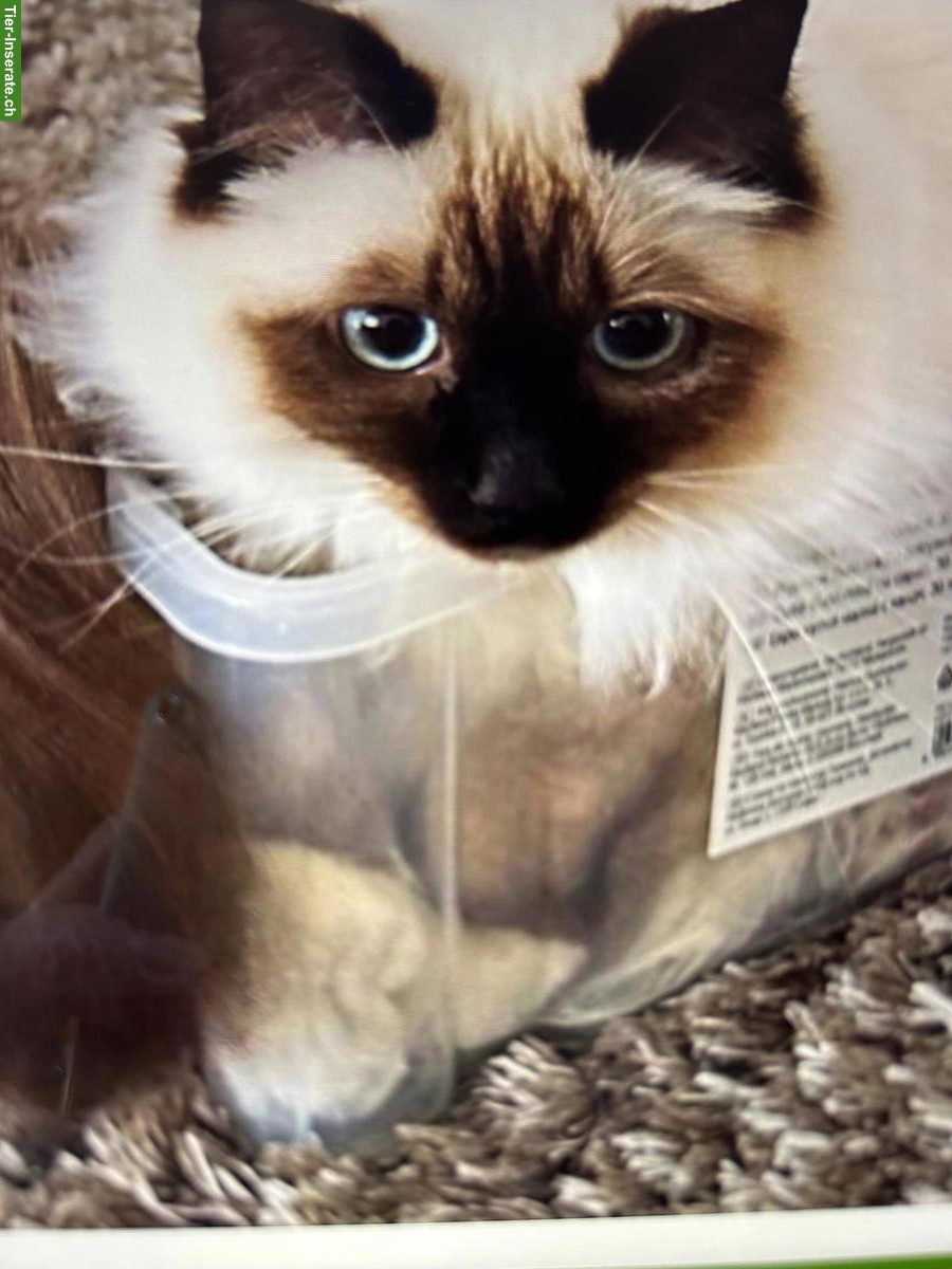 Bild 8: Siam x Heilige Birma Kitten