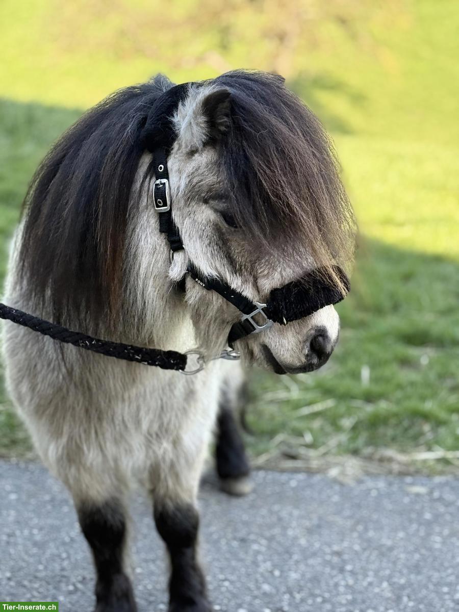 Mini Shetty Wallach, 5-jährig, 79cm