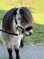 Mini Shetty Wallach, 5-jährig, 79cm