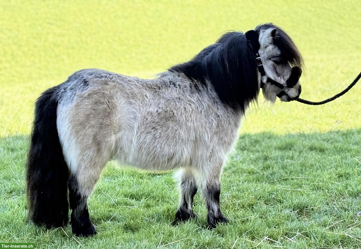 Bild 2: Mini Shetty Wallach, 5-jährig, 79cm