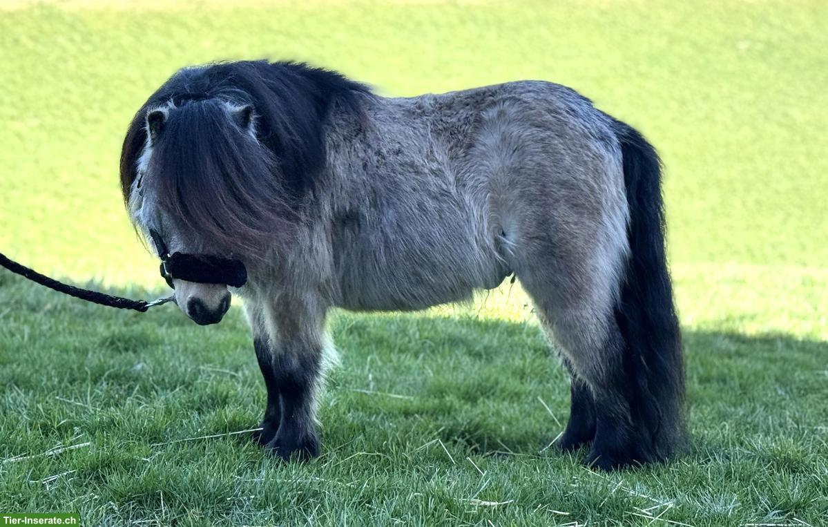 Bild 3: Mini Shetty Wallach, 5-jährig, 79cm