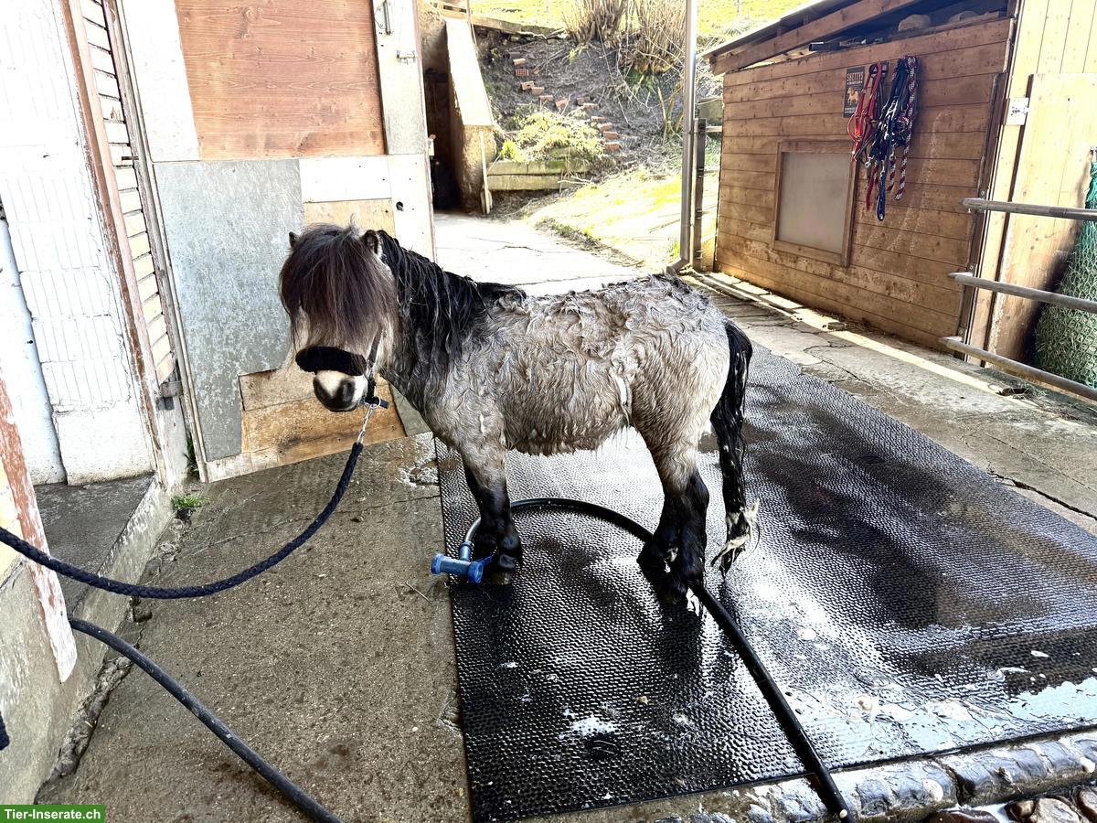 Bild 4: Mini Shetty Wallach, 5-jährig, 79cm