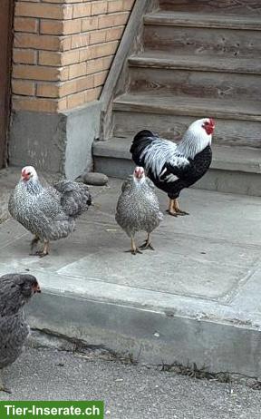 Zwerg Wyandotte Hahn gratis abzugeben