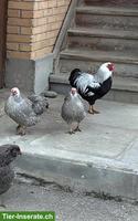 Zwerg Wyandotte Hahn gratis abzugeben