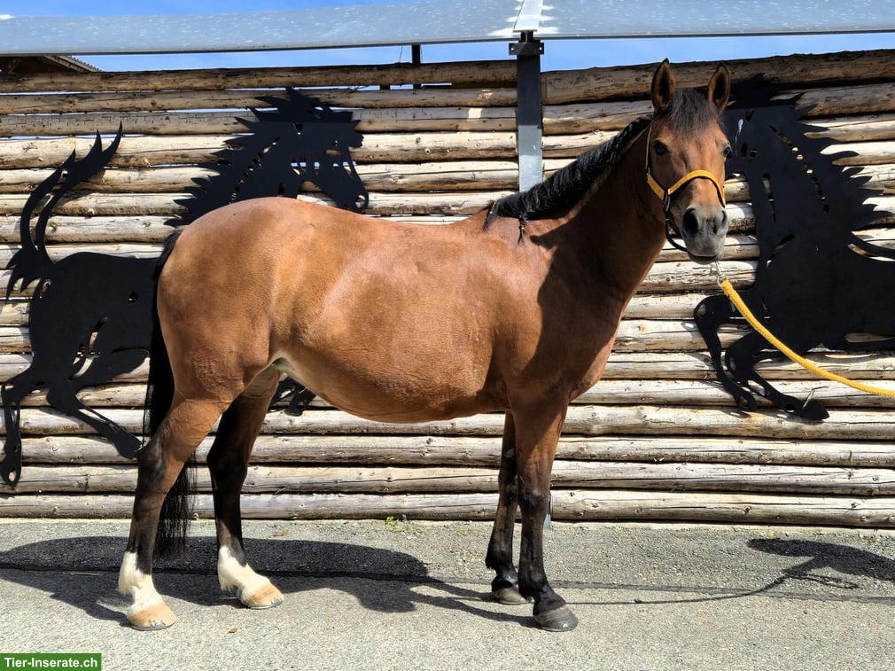Ponystute sucht Lebensplatz als Beistell-/Freizeitpony