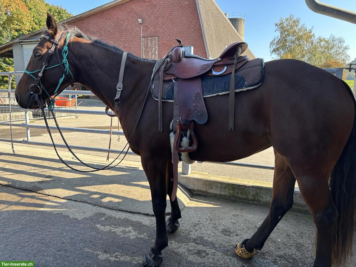 Paint Horse Stute sucht erfahrenes Plätzli