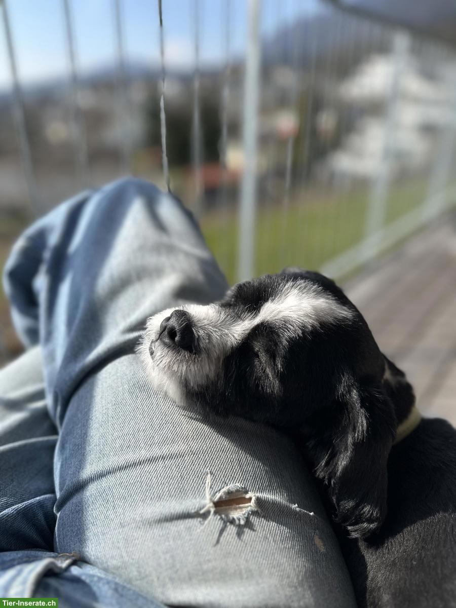 Bild 2: Mischlingsrüde Rio sucht ein ruhiges Zuhause