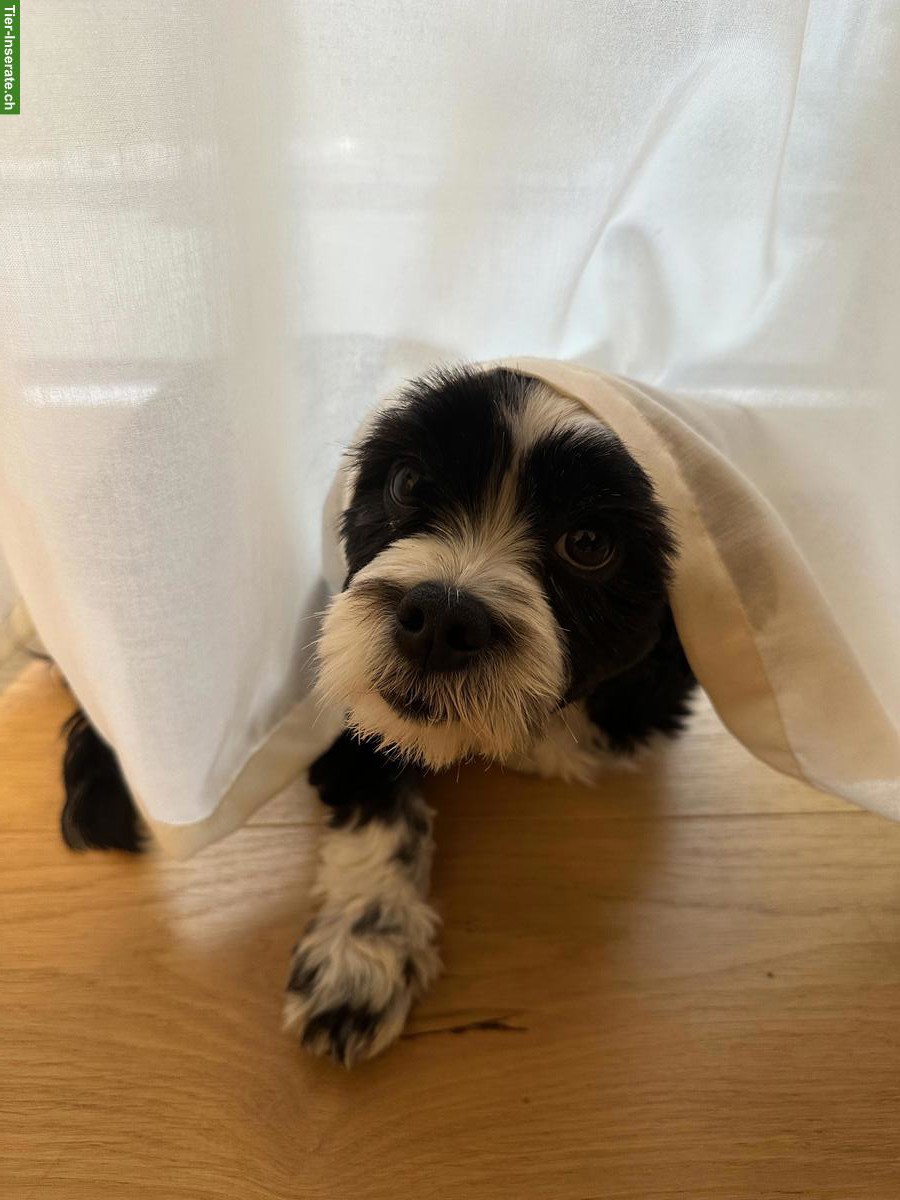 Bild 3: Mischlingsrüde Rio sucht ein ruhiges Zuhause