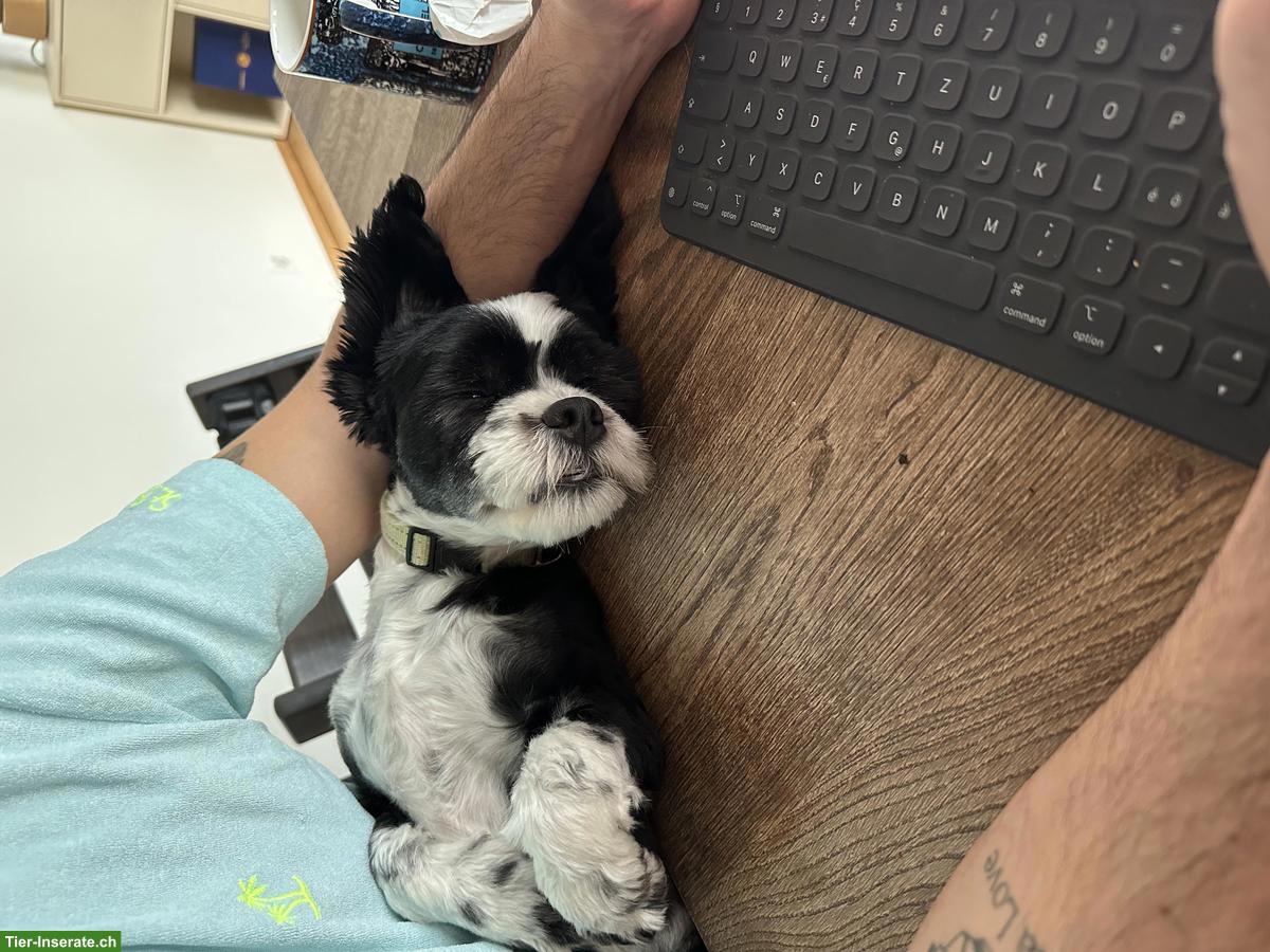 Bild 4: Mischlingsrüde Rio sucht ein ruhiges Zuhause