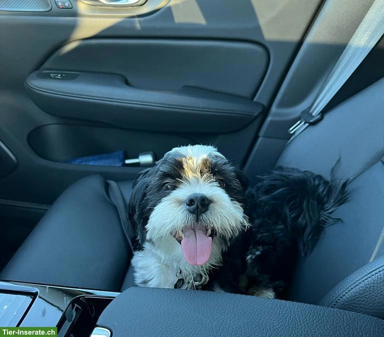 Bild 5: Mischlingsrüde Rio sucht ein ruhiges Zuhause