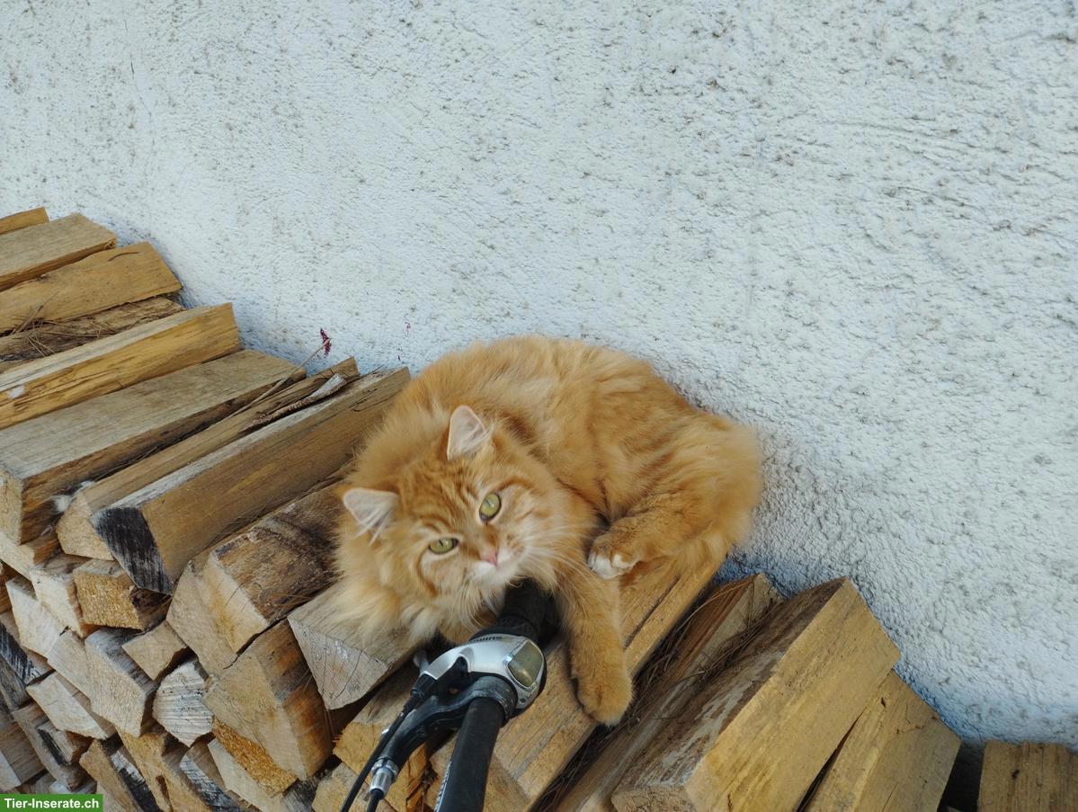 Suche Katzenbaby als Gspänli für 3-jährige Katze