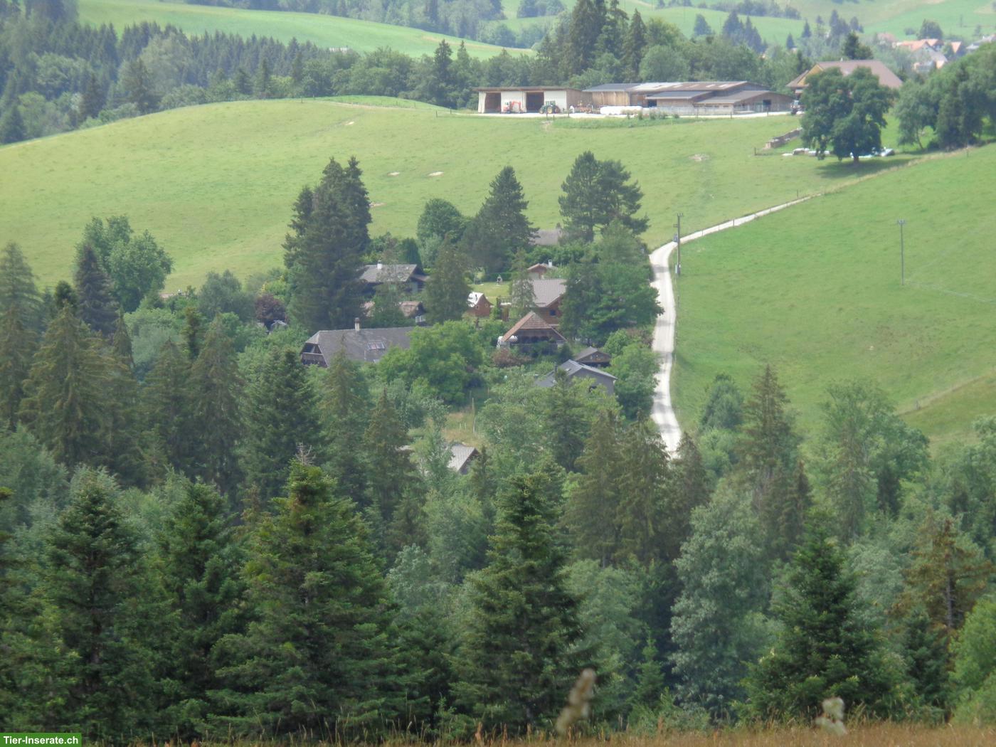 Bild 5: Renoviertes Bauernhaus mit Bauland zu verkaufen, nahe Bern
