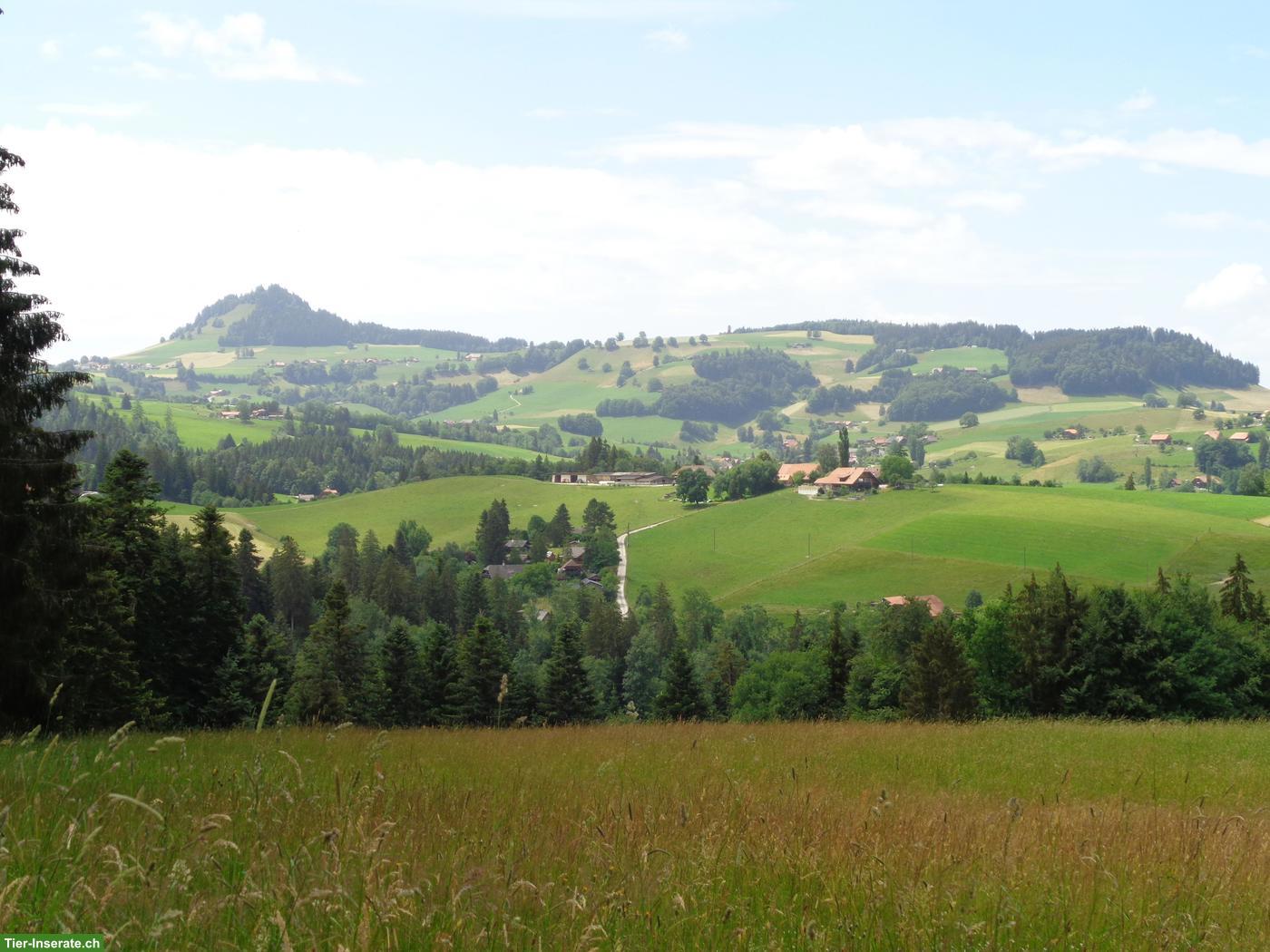 Bild 6: Renoviertes Bauernhaus mit Bauland zu verkaufen, nahe Bern
