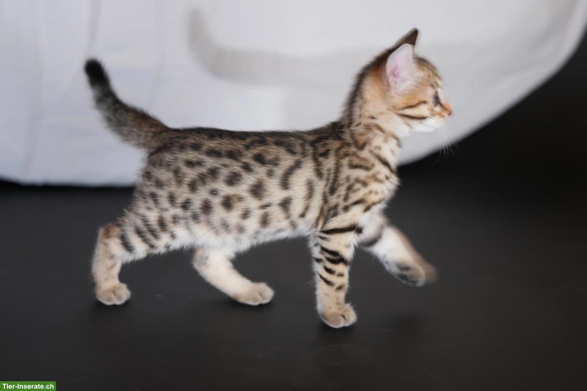 Bild 2: Junge Bengal Kitten zu verkaufen
