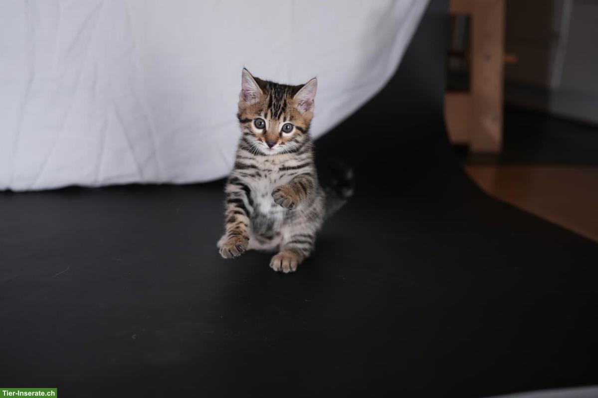 Bild 3: Junge Bengal Kitten zu verkaufen