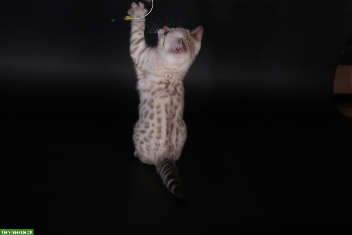 Bild 5: Junge Bengal Kitten zu verkaufen