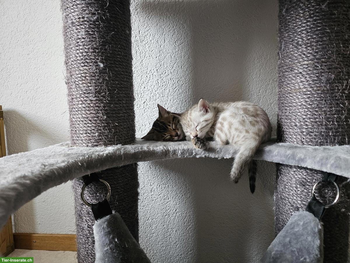 Bild 6: Junge Bengal Kitten zu verkaufen