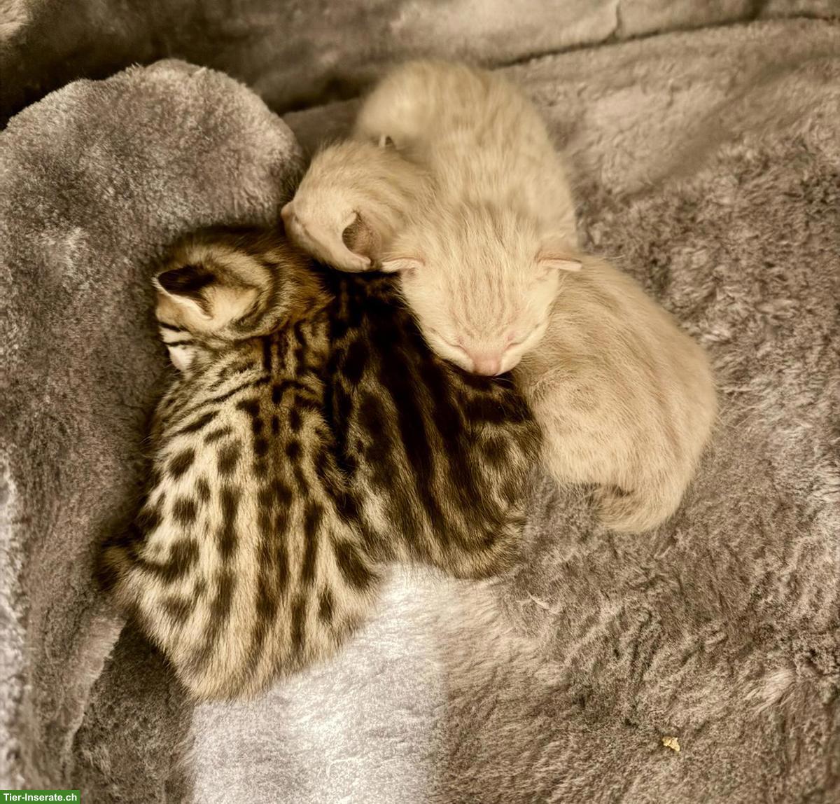 Bild 9: Junge Bengal Kitten zu verkaufen