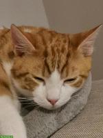 Sensibler Kater sucht dringend ein Zuhause