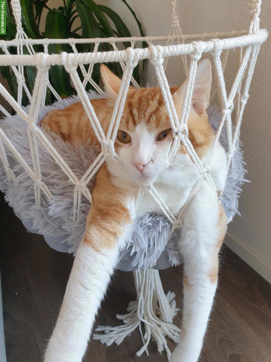 Bild 3: Sensibler Kater sucht dringend ein Zuhause