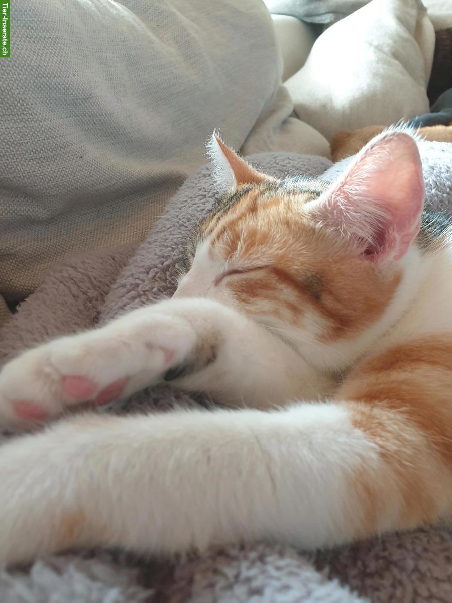 Bild 4: Sensibler Kater sucht dringend ein Zuhause