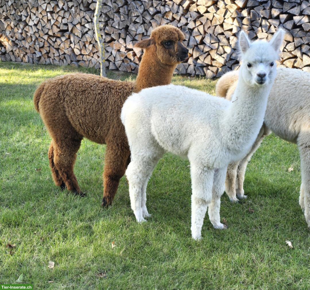 Alpaka Stutfohlen & Hengstfohlen