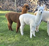 Alpaka Stutfohlen & Hengstfohlen