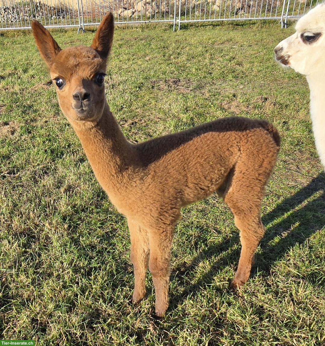 Bild 3: Alpaka Stutfohlen & Hengstfohlen