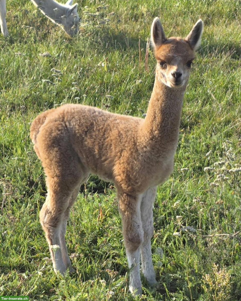 Bild 4: Alpaka Stutfohlen & Hengstfohlen