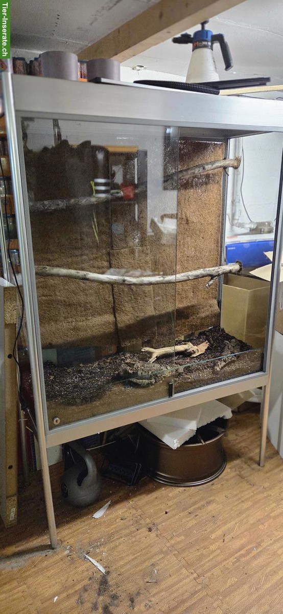 Bild 2: Glasvitrine / Terrarium zu verkaufen