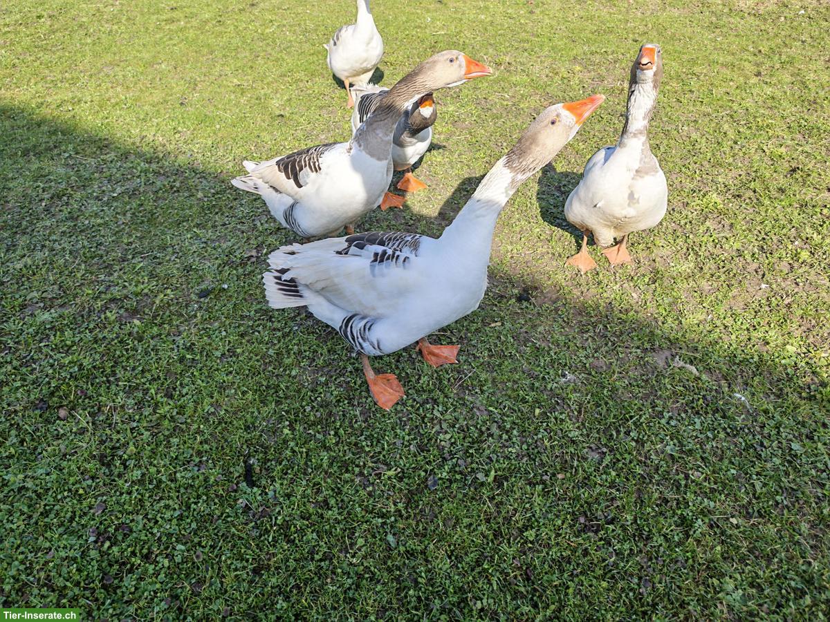 2 schöne Pommerngänse Ganter
