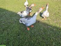 2 schöne Pommerngänse Ganter