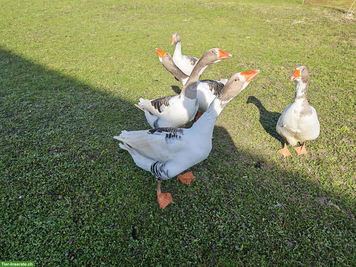 Bild 2: 2 schöne Pommerngänse Ganter