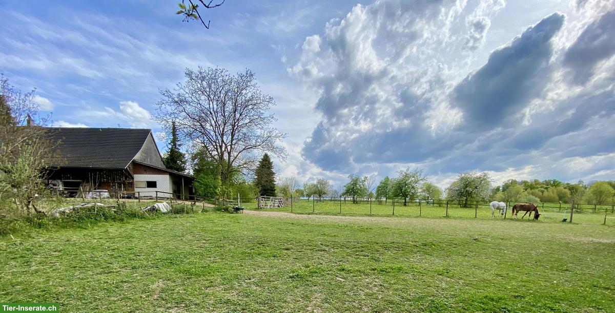 Paradies für Rentnerpferd im Thurgau