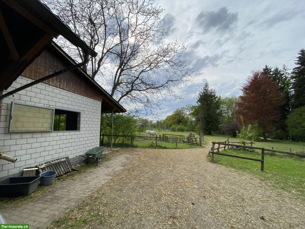 Bild 2: Paradies für Rentnerpferd im Thurgau