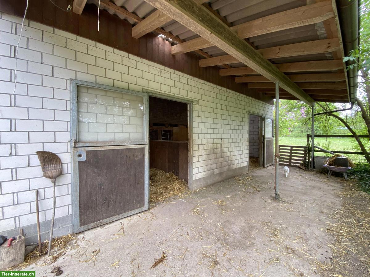 Bild 3: Paradies für Rentnerpferd im Thurgau