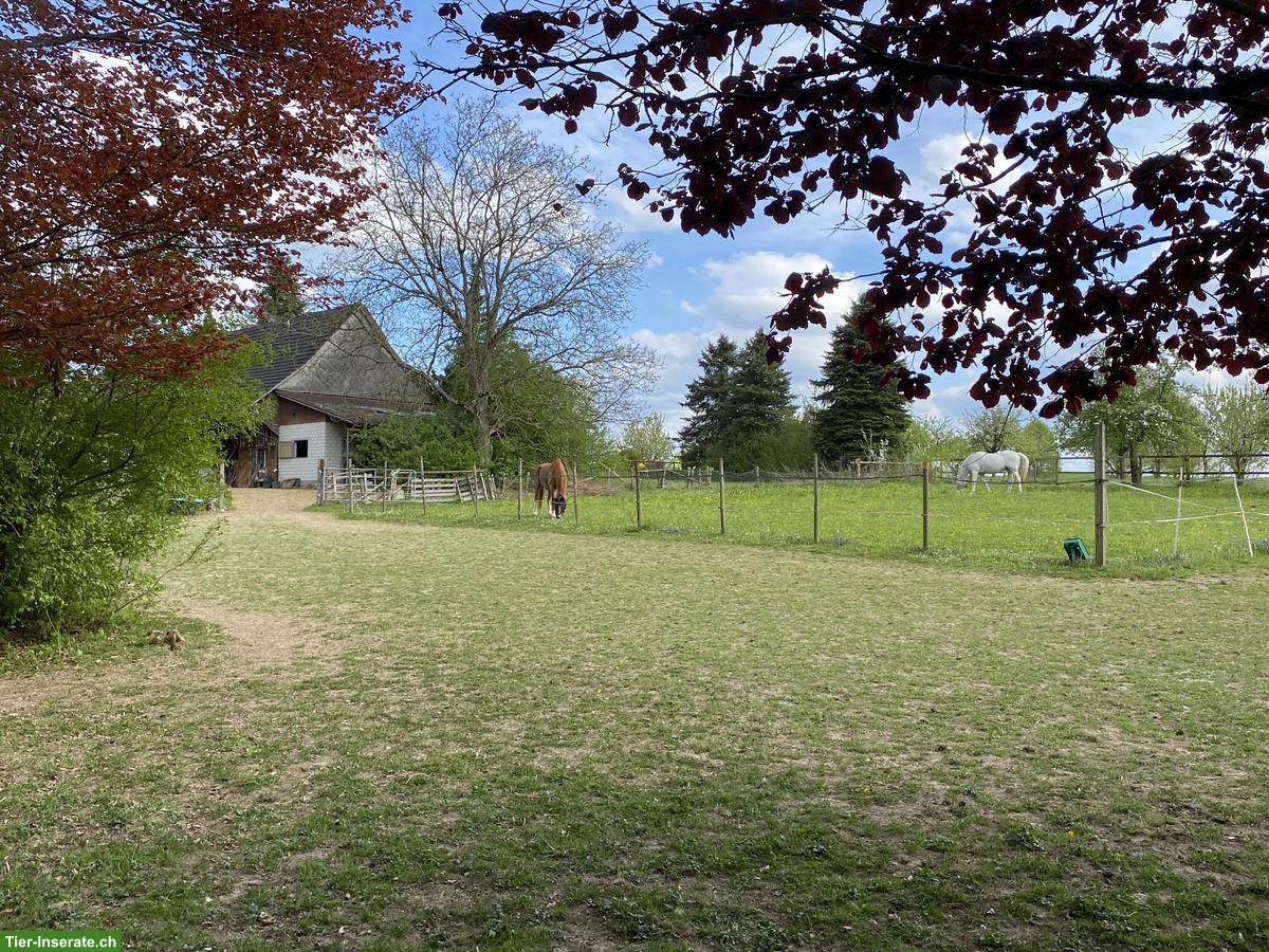 Bild 4: Paradies für Rentnerpferd im Thurgau