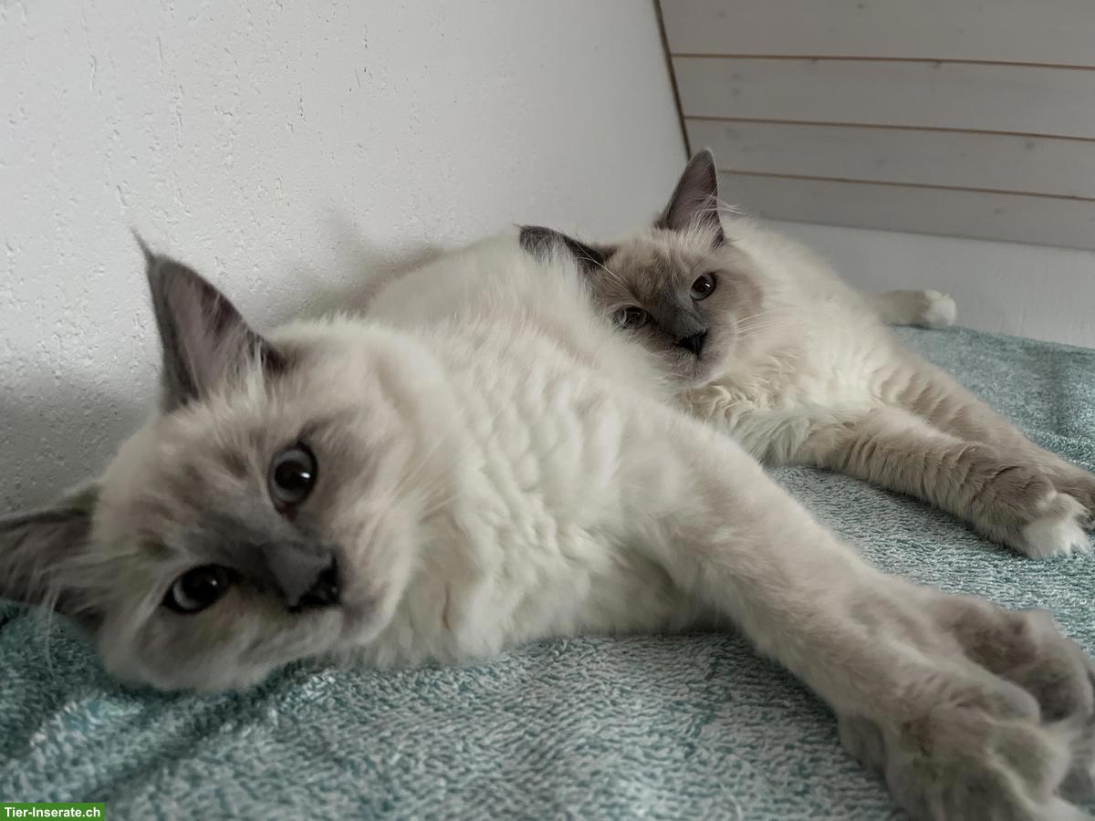 Neva Masquarade Katzengeschwister zu verkaufen