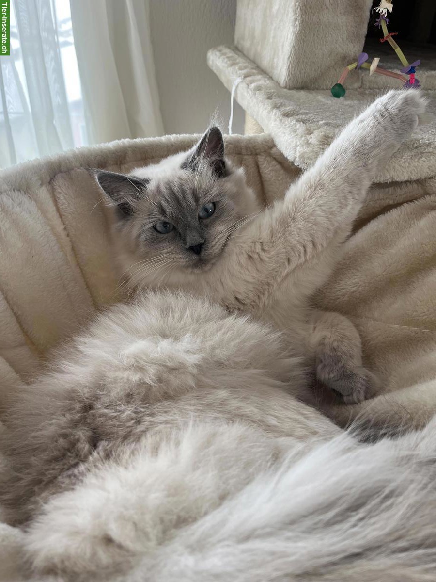 Bild 3: Neva Masquarade Katzengeschwister zu verkaufen