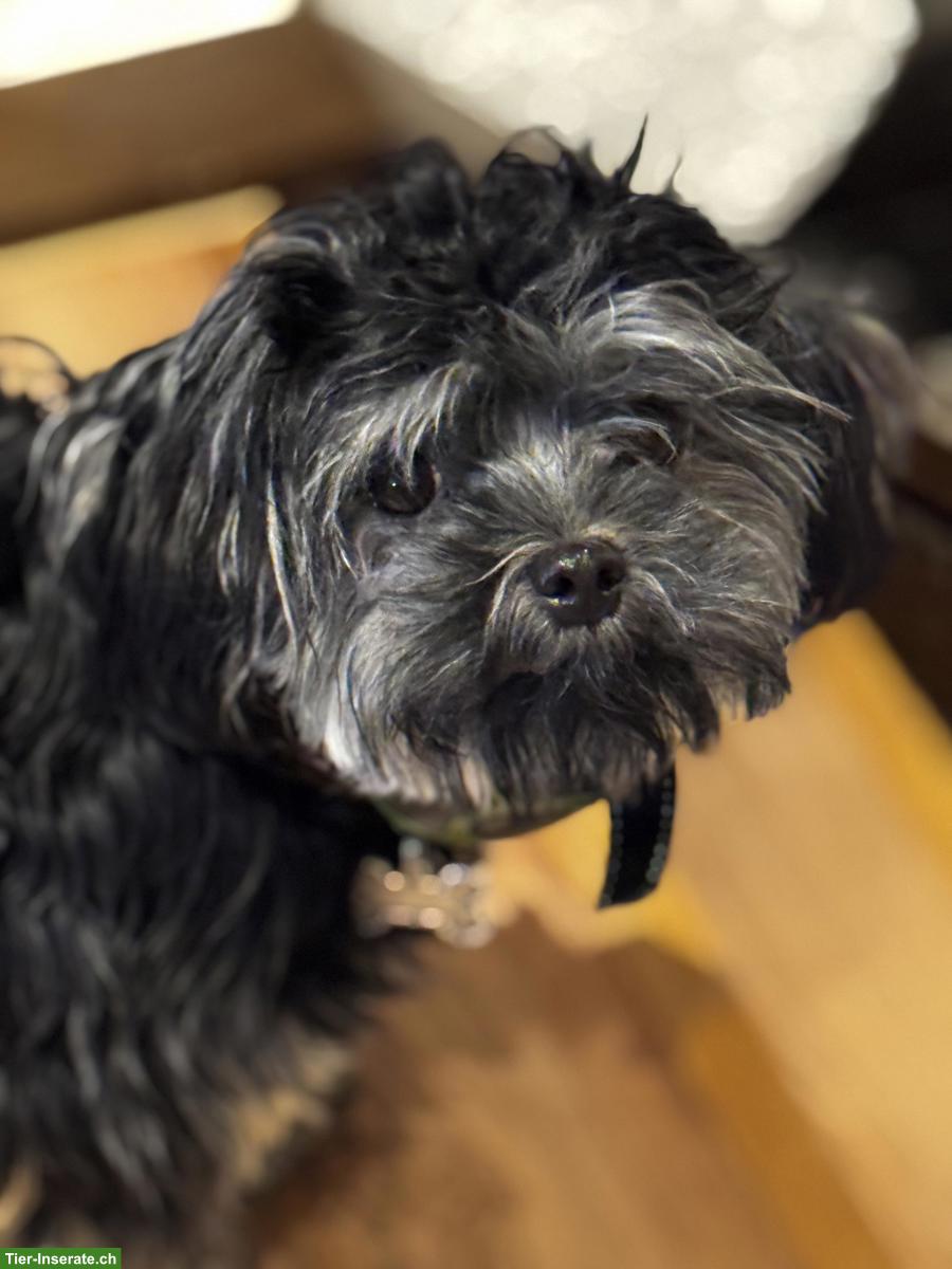 Bolonka Zwetna Welpe, Rüde