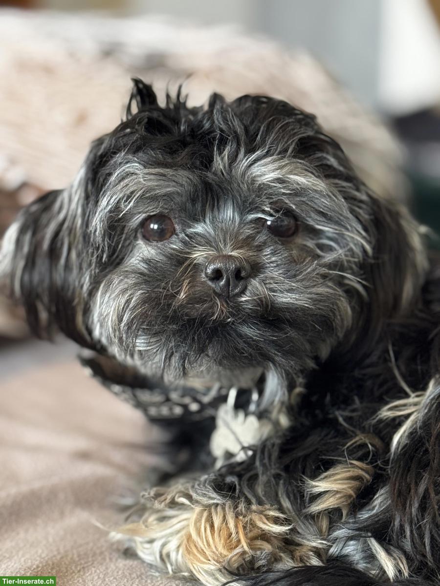 Bild 2: Bolonka Zwetna Welpe, Rüde