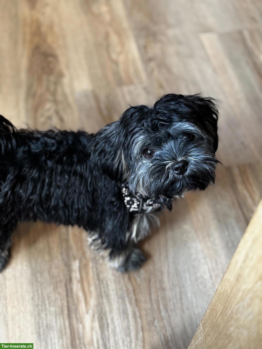 Bild 3: Bolonka Zwetna Welpe, Rüde